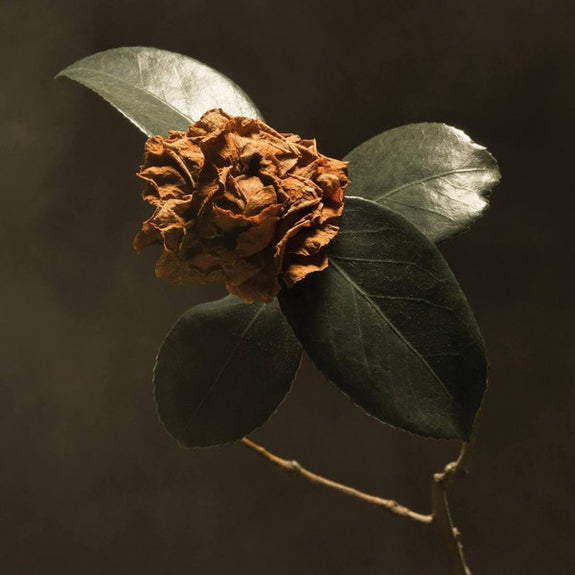 Young Sick Camellia